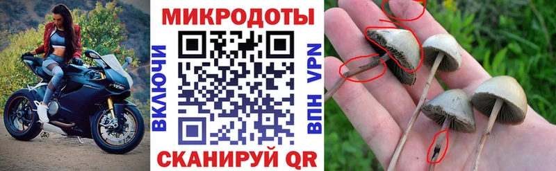Галлюциногенные грибы Psilocybine cubensis  как найти закладки  Зея 
